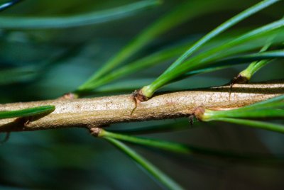 Pinus parviflora - borovice drobnokvětá - jehlice